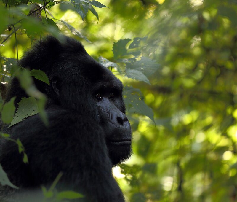 Gorilla Tour Uganda