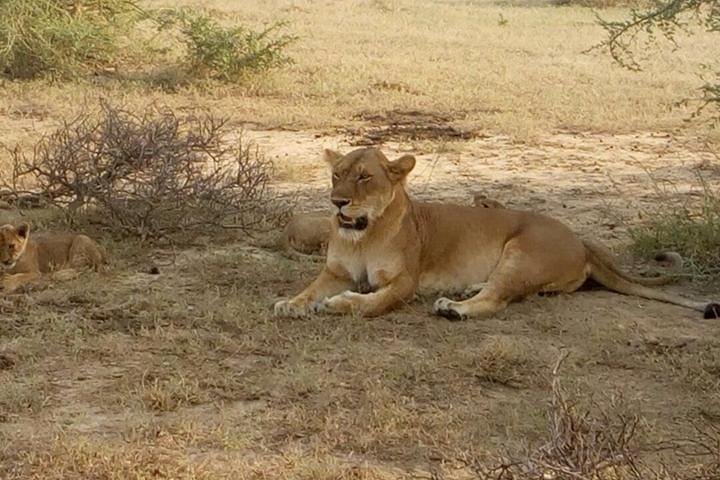 masai-mara-lake-nakuru Lioness Masai Mara