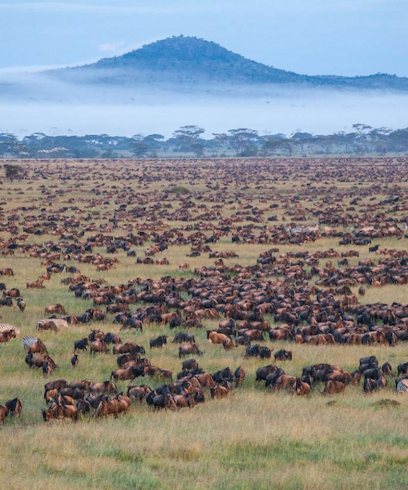 Kenya Safari Holiday