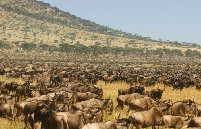 Kenya Tanzania Safaris