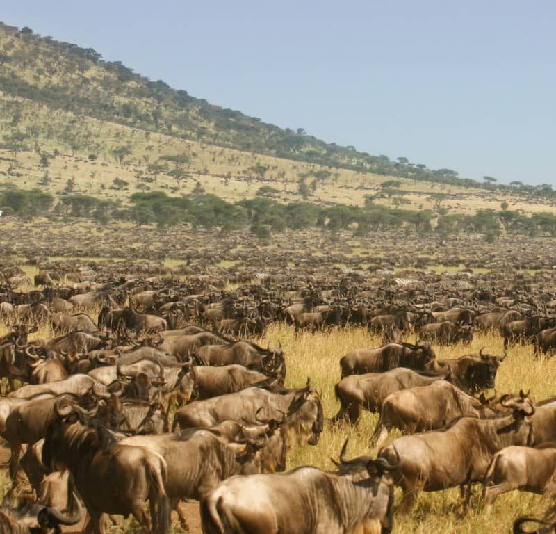 Kenya Tanzania Safaris