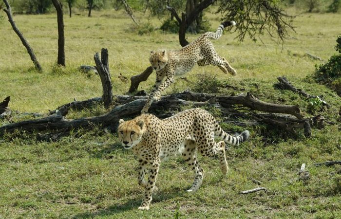 Masai Mara Cheetah