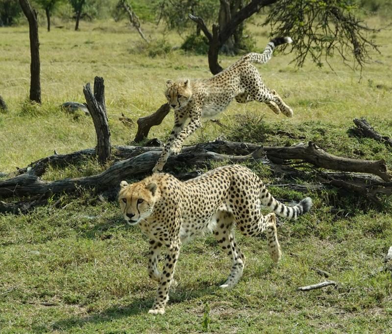 Masai Mara Cheetah