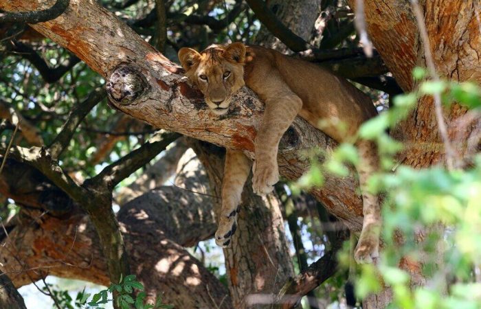 Tree Climbing Lions Ishasha