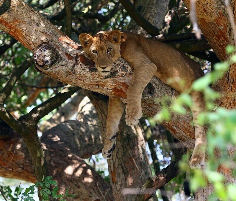 Tree Climbing Lions Ishasha