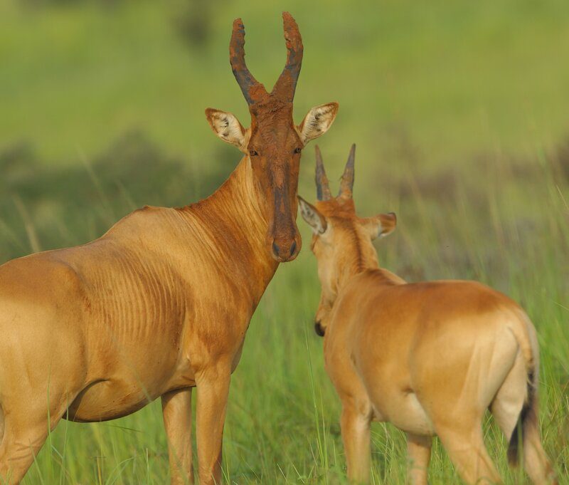 Kenya Safaris and Tours