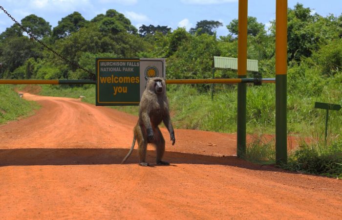 Uganda Trips Murchison Falls
