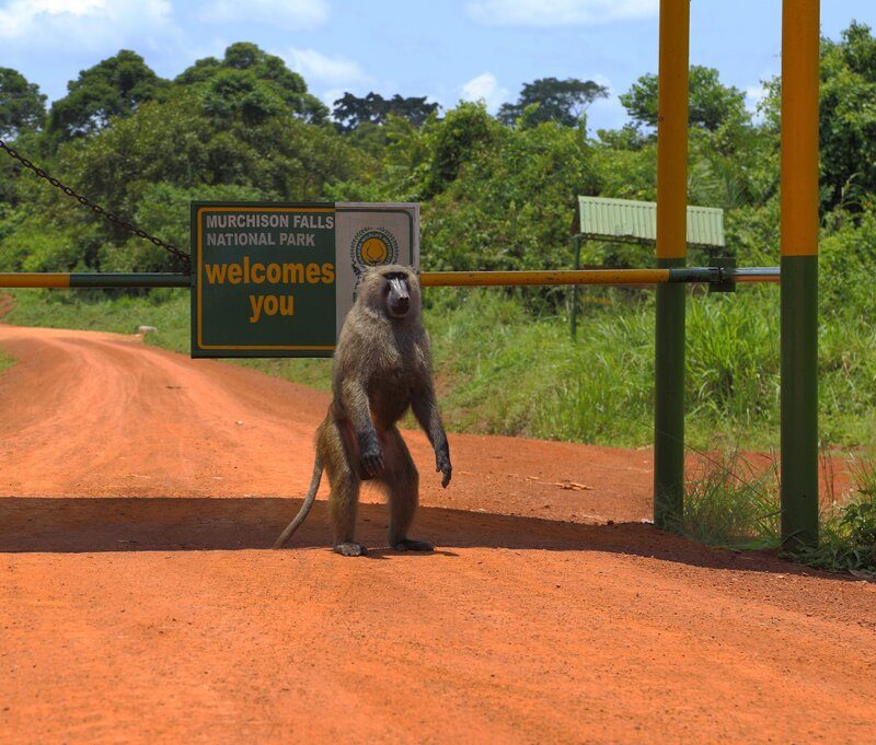 Uganda Trips Murchison Falls