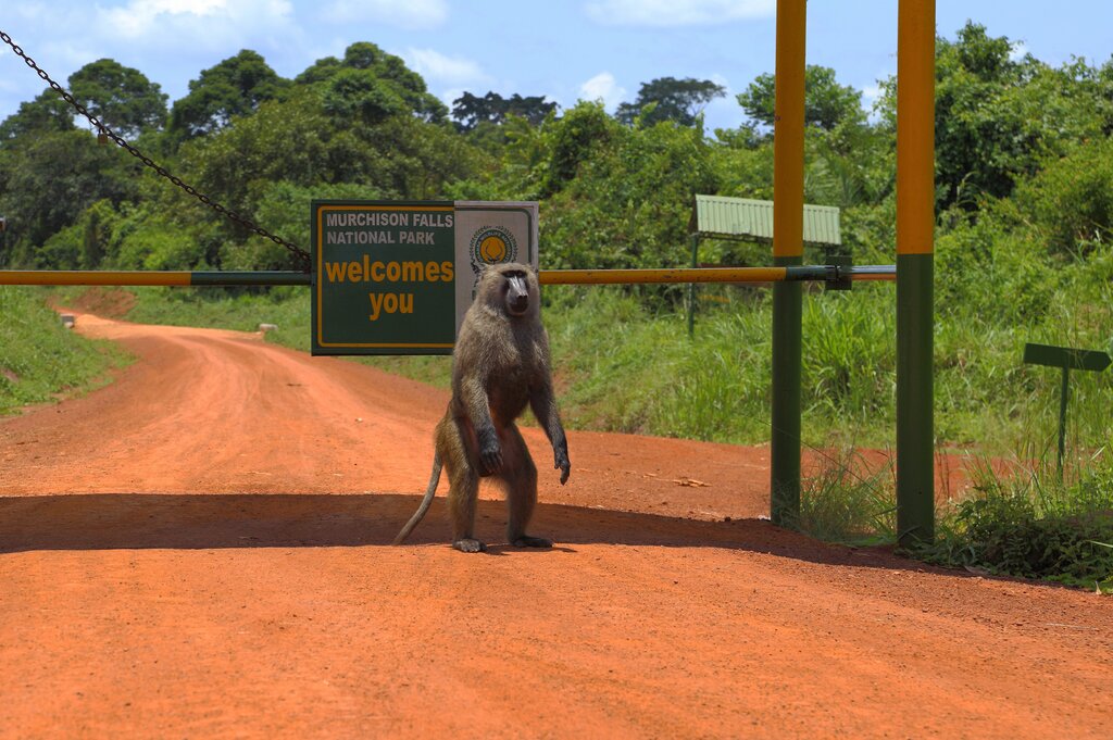 Uganda Trips Murchison Falls