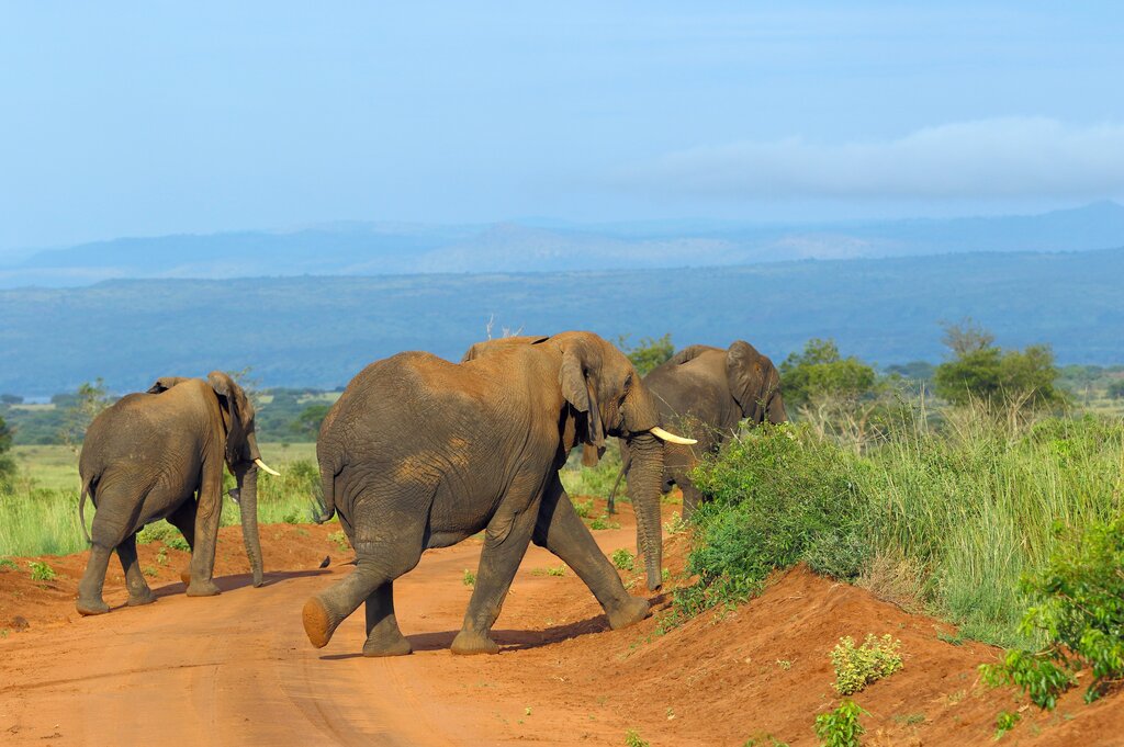 african-safari-holidays Safari Tours in Tanzania