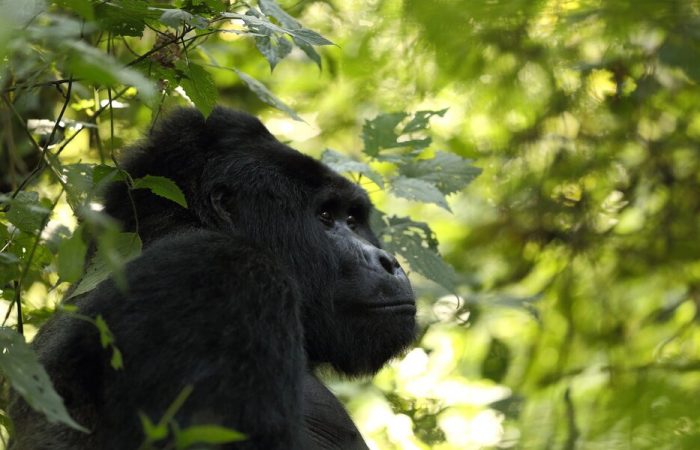 Uganda Gorillas Bwindi
