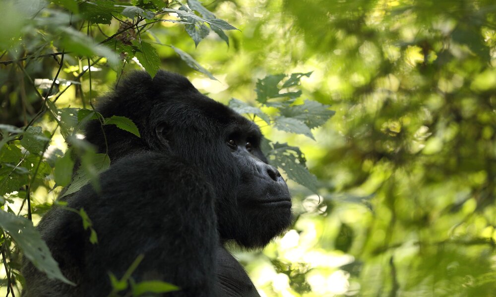 Uganda Gorillas Bwindi
