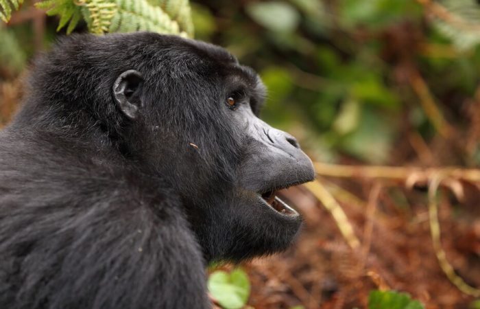 Gorilla Safaris Uganda Rwanda