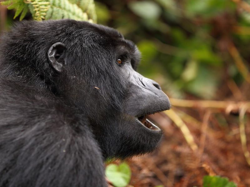 Gorilla Safaris Uganda Rwanda