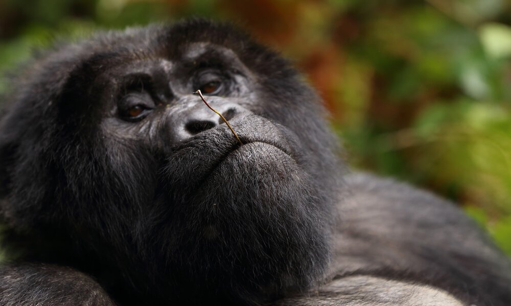 gorilla-trekking-ugnda-safari Gorilla Trek Uganda Safaris