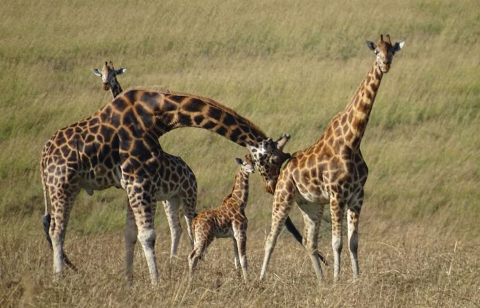 Gorillas and Masai mara Safari