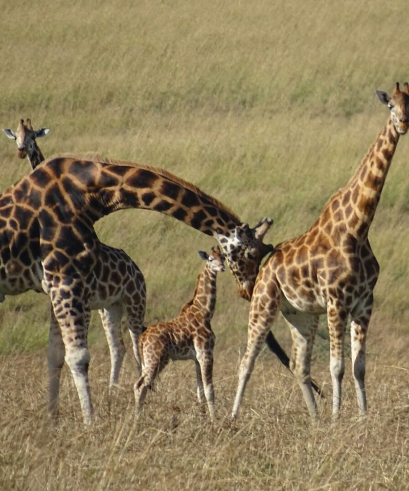 Gorillas and Masai mara Safari