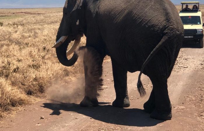 Safari Tour in Tanzania