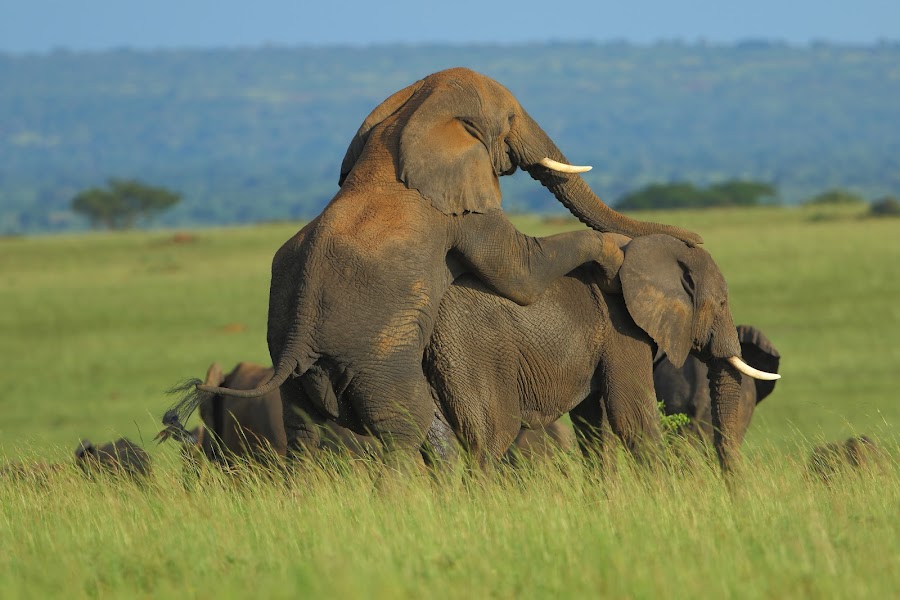 african-elephants African Elephant Safaris Uganda