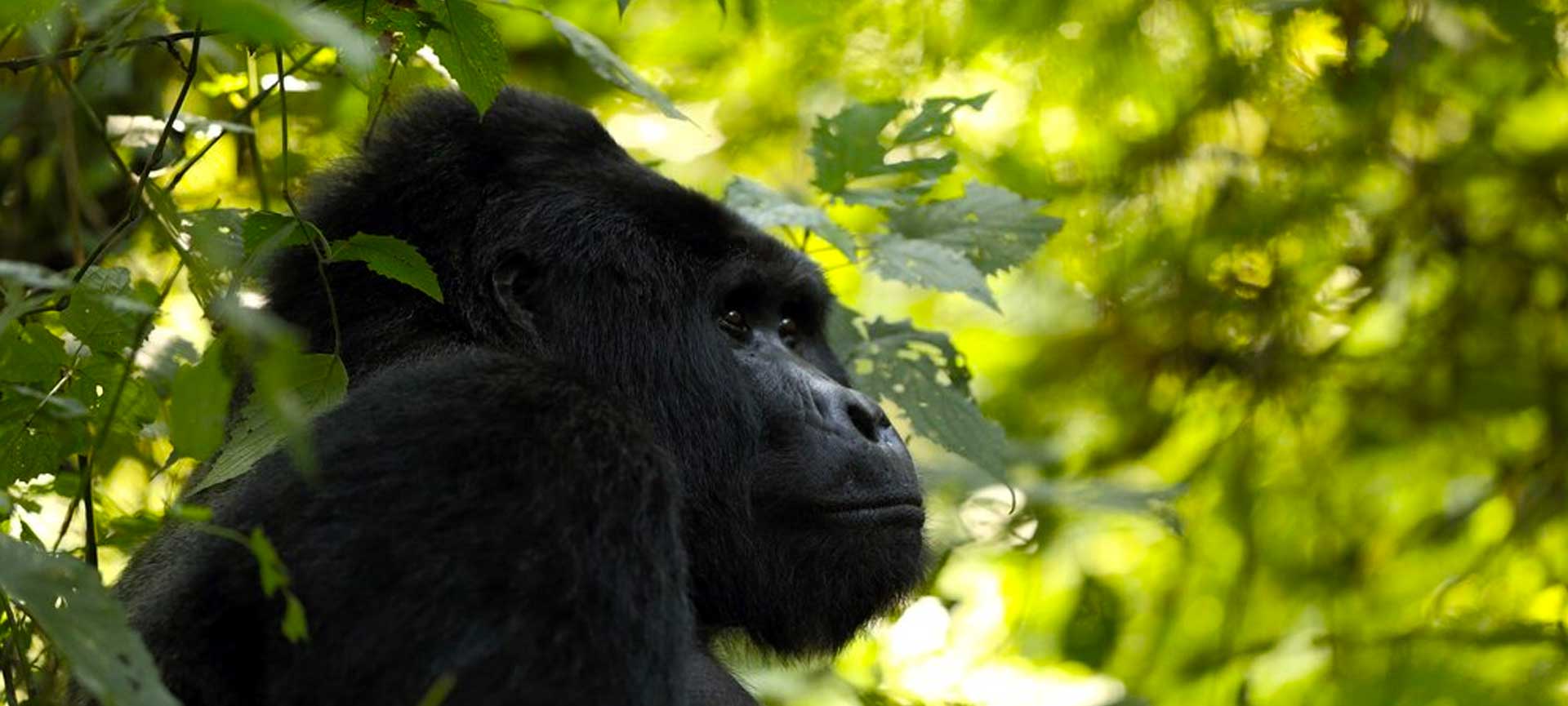 gorilla-trekking-in-uganda