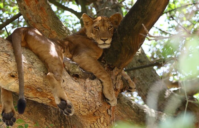 Tree Climbing Lions on Safari in Uganda