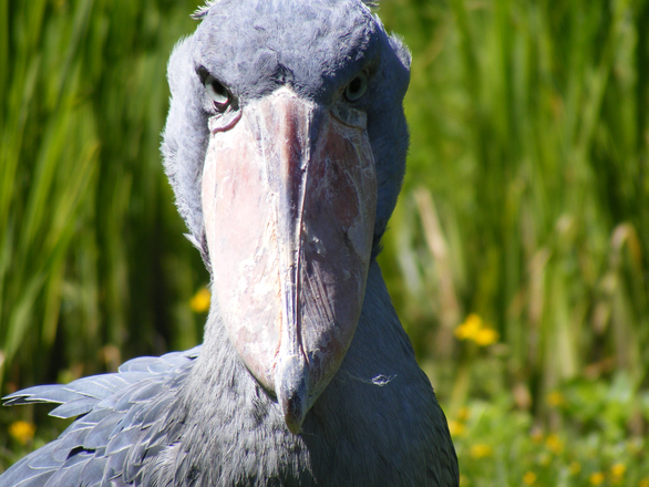 Shoebill Uganda
