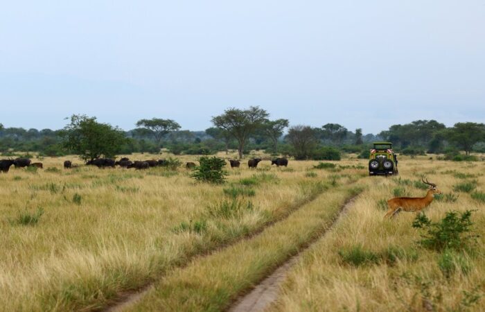 Game Drives on Uganda Safari