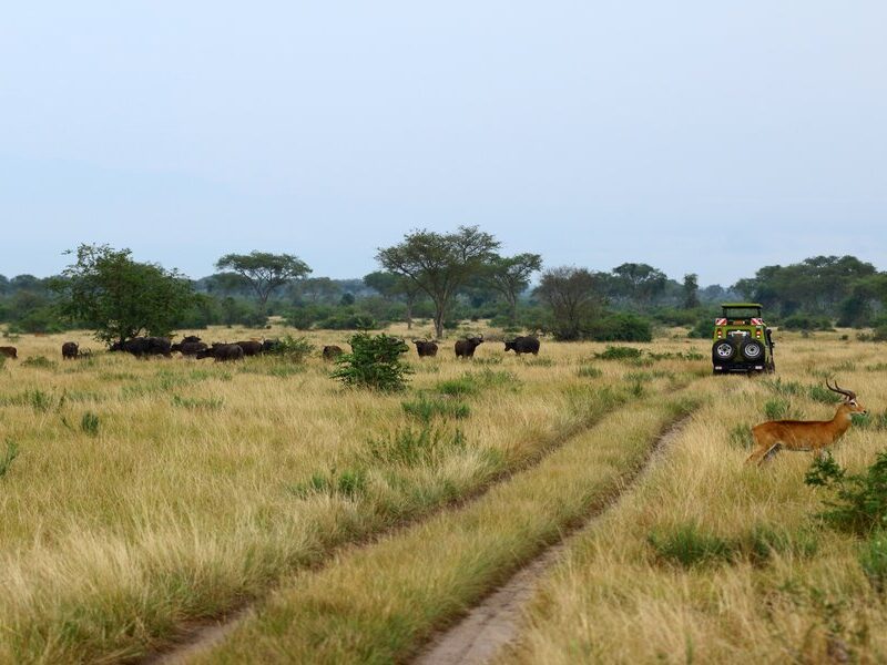 Game Drives on Uganda Safari