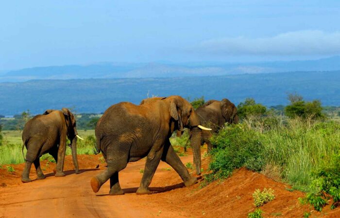 Elephants on Safari in Uganda