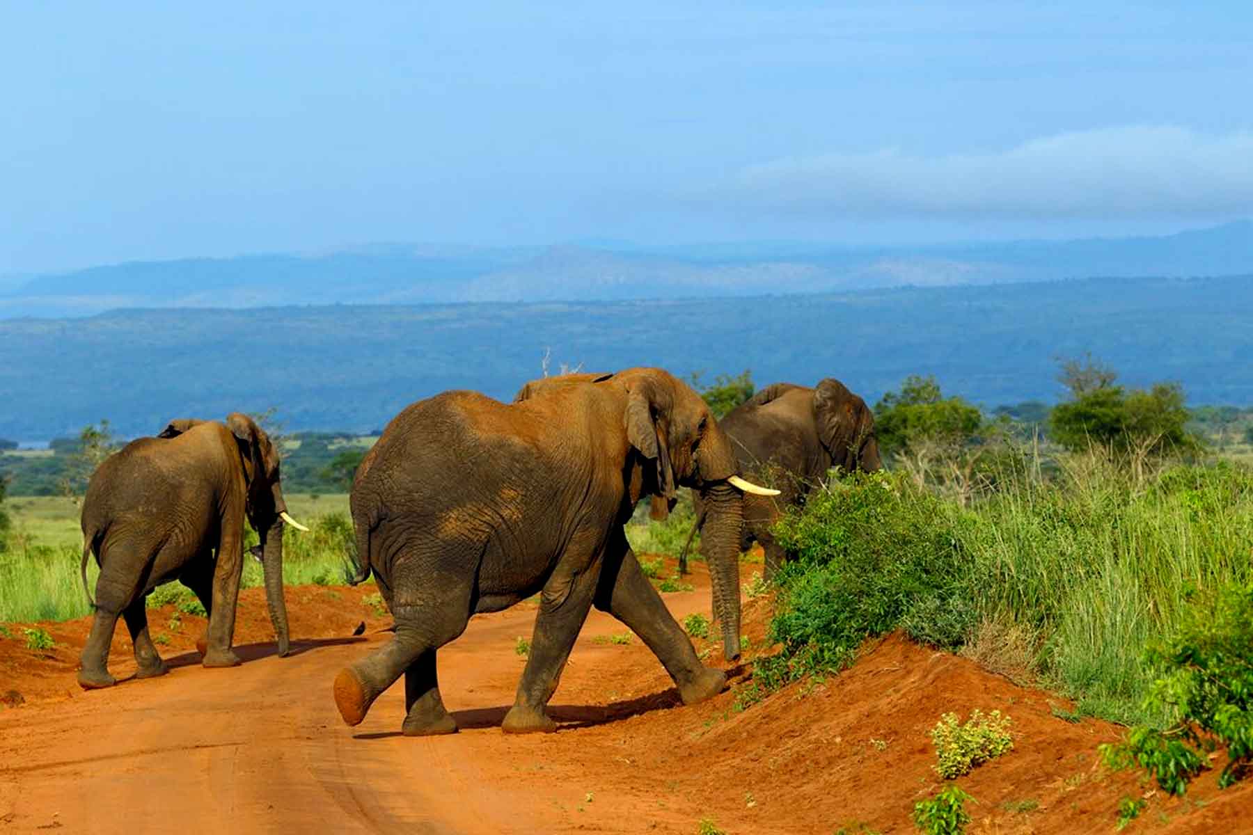 Elephants on Safari in Uganda