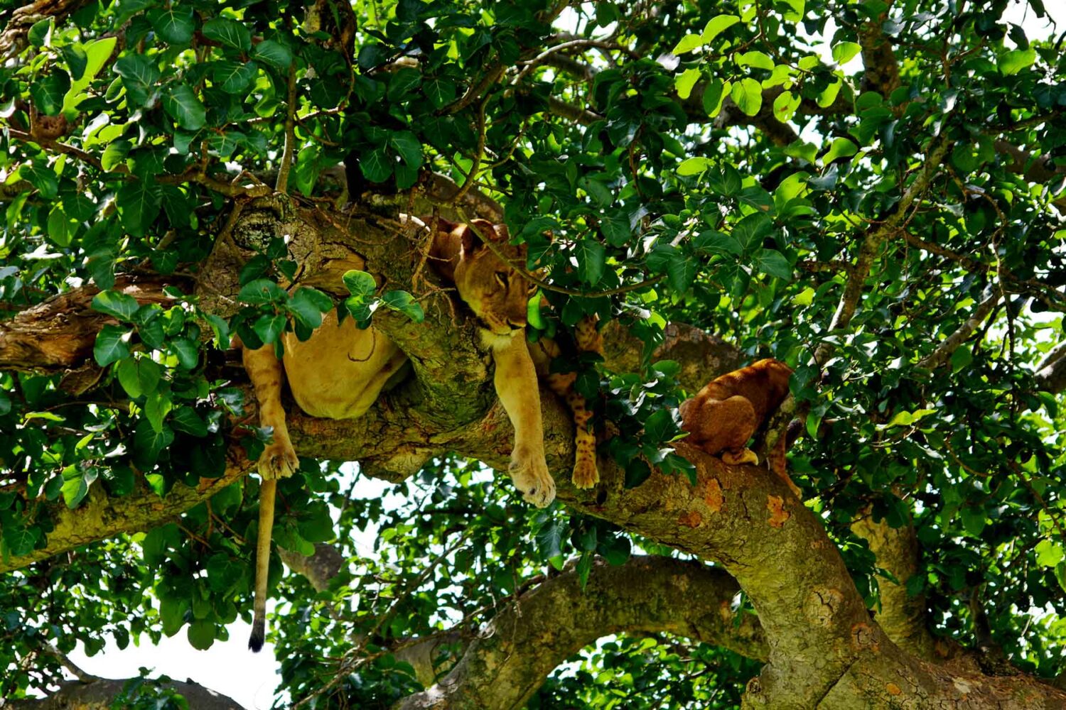 tree-climbing-lions-uganda Tree Climbing Lions in Ishasha Queen Elizabeth Uganda